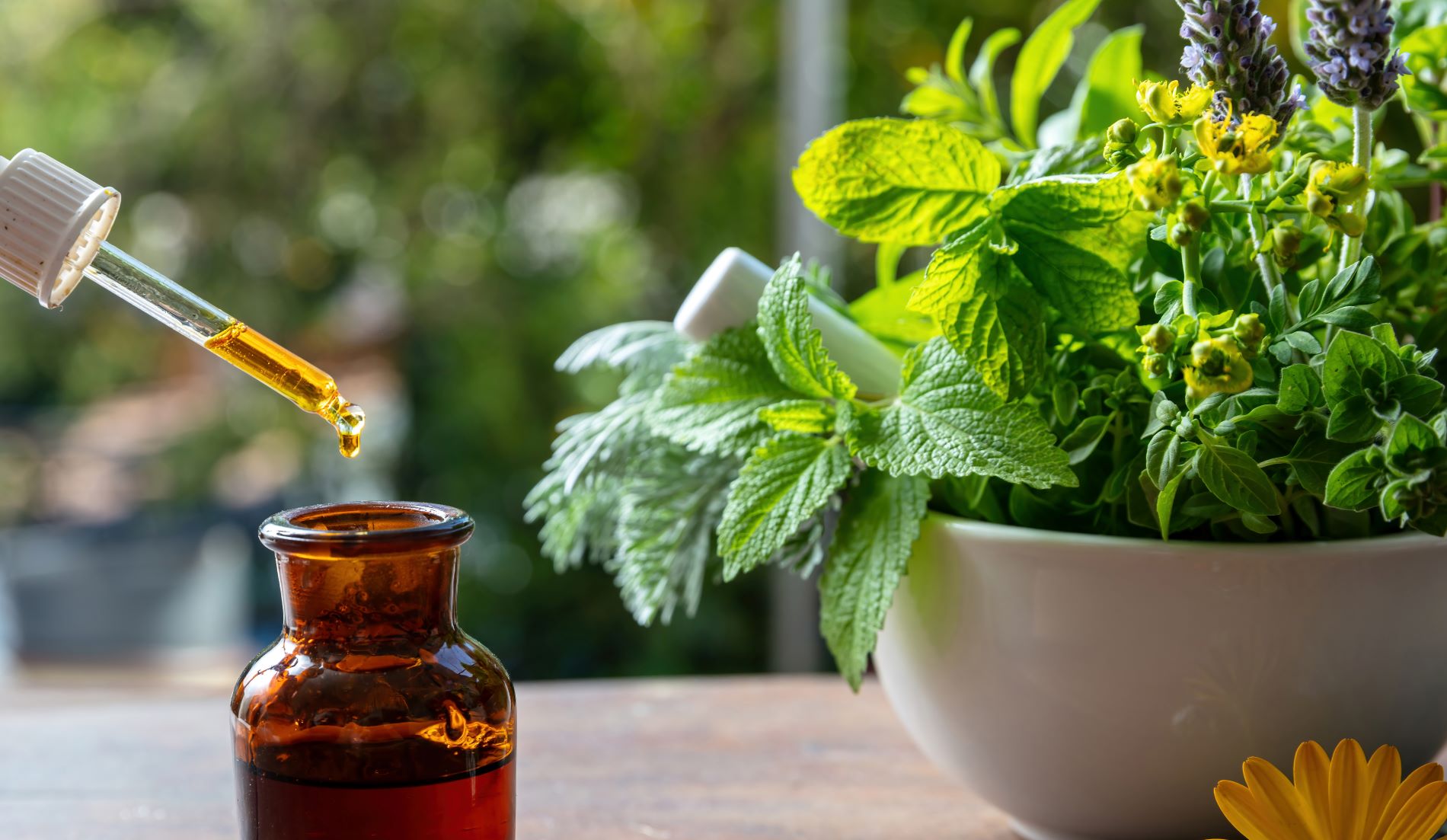 Substancebased Medical Devices a case study on Ruscus and Hamamelis